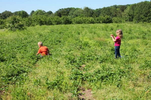 Easy No-Bake Strawberry Cheesecake 4 My Kids Picking Strawberries in a Field