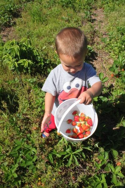 Easy No-Bake Strawberry Cheesecake 3 Young Son Picking Strawberries in a Field