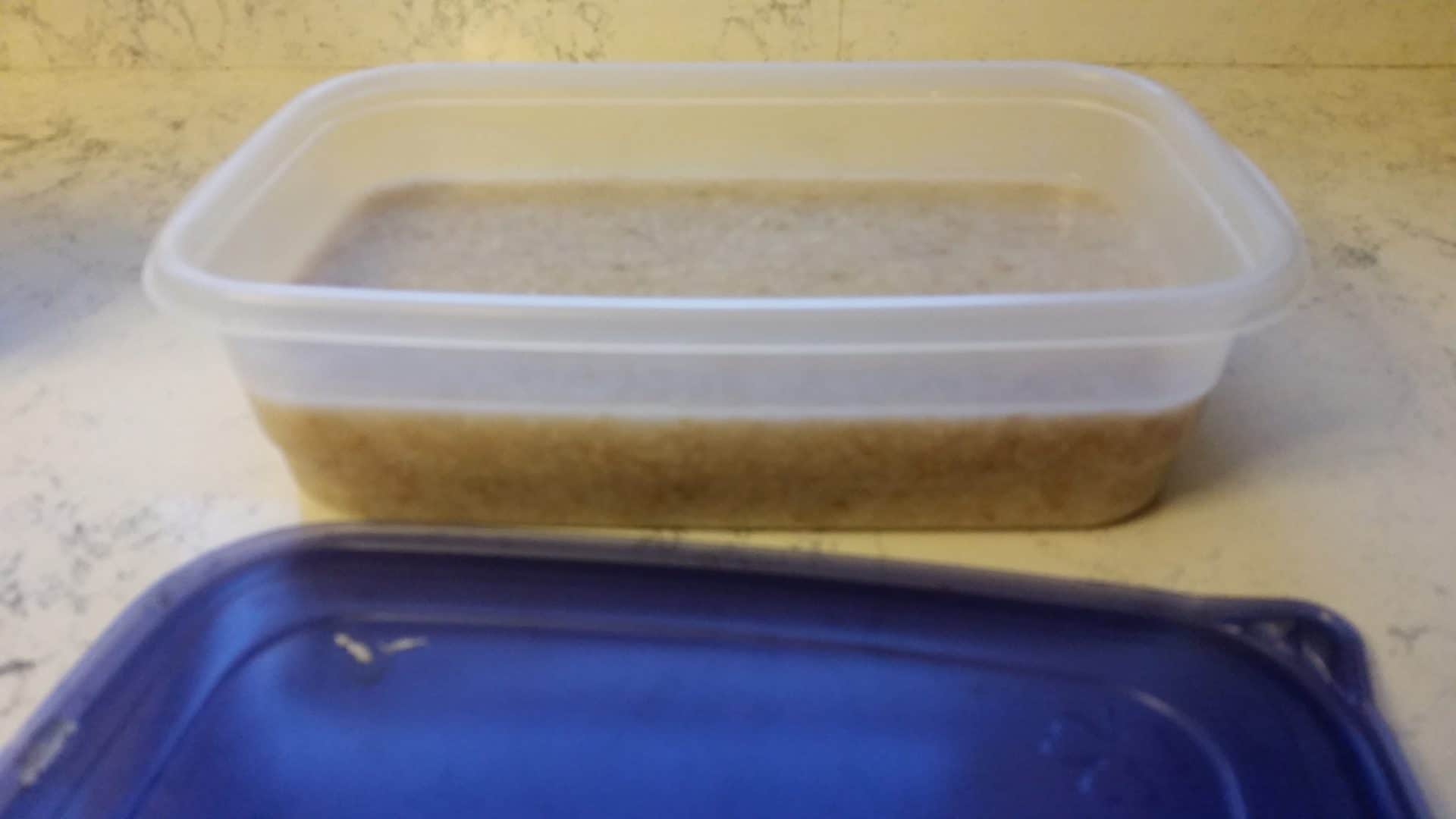 Steel Cut Oatmeal Cooling in Tupperwear