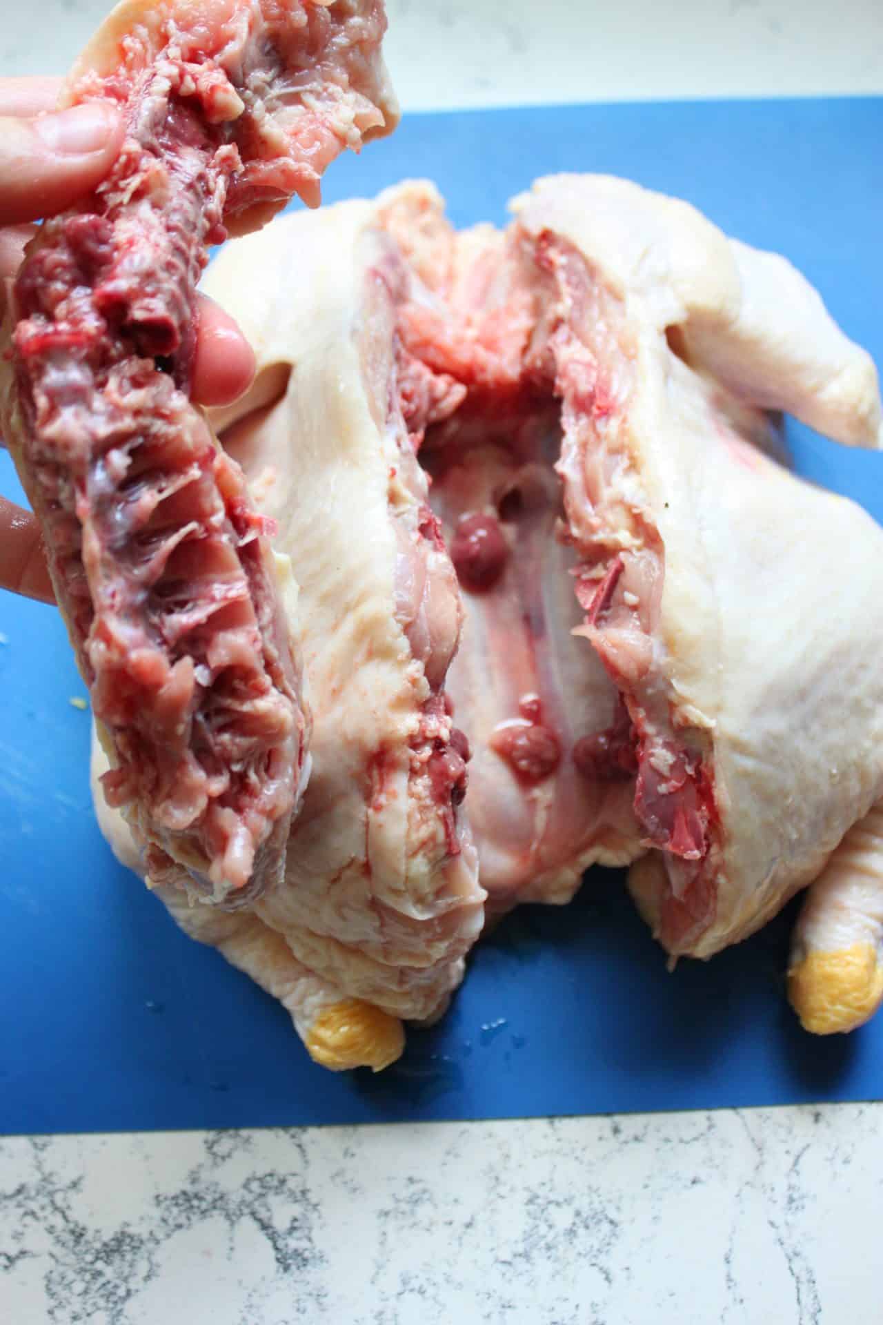 Close-up of hands removing the backbone from a whole chicken with kitchen shears as part of the spatchcock chicken prep process.